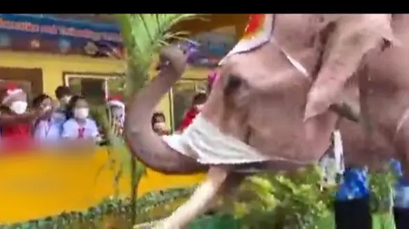 لشکر فیل‌ها به جنگ کرونا رفتند + فیلم