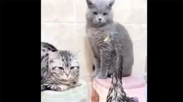 ببینید / بوکس و مشت‌زنی جالب گربه و اردک + فیلم