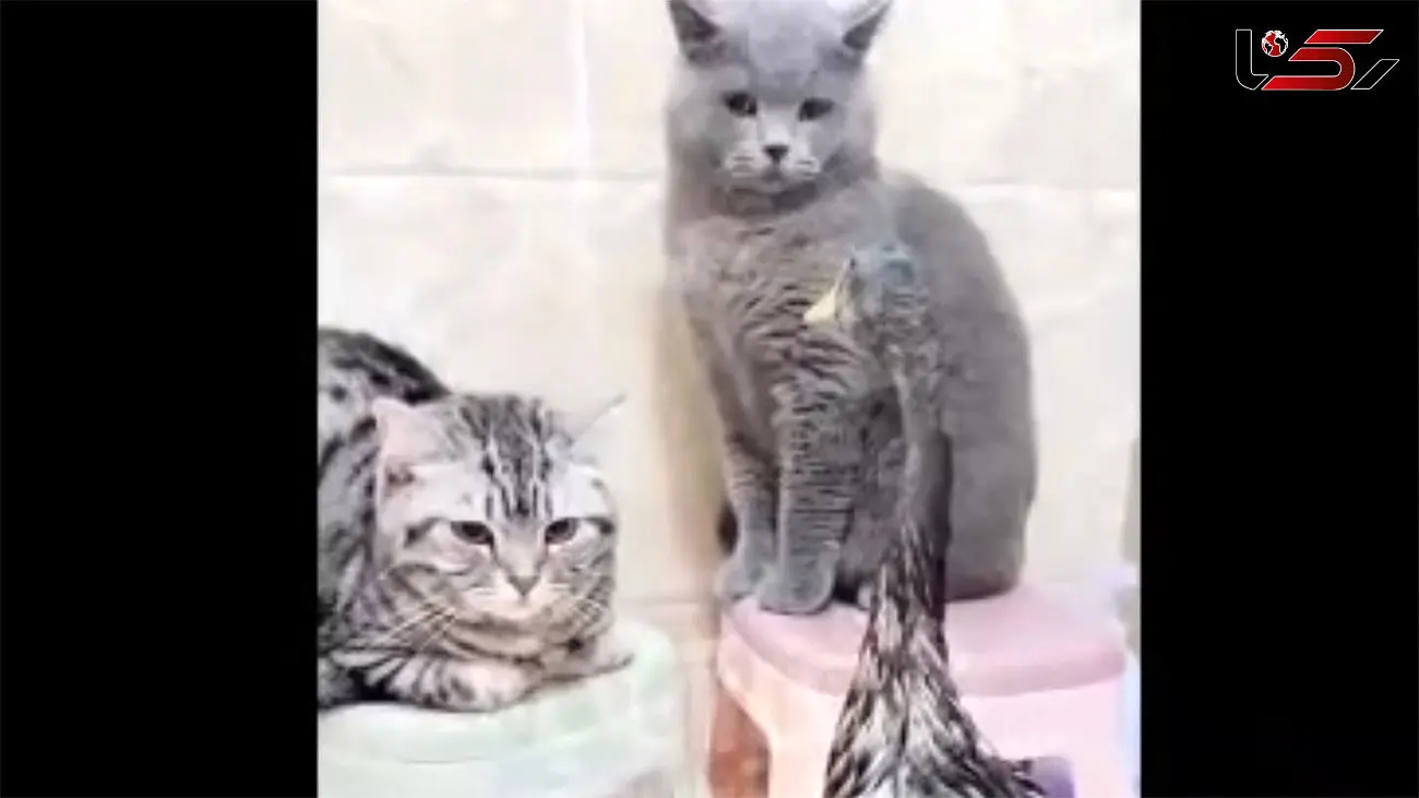 ببینید / بوکس و مشت‌زنی جالب گربه و اردک + فیلم
