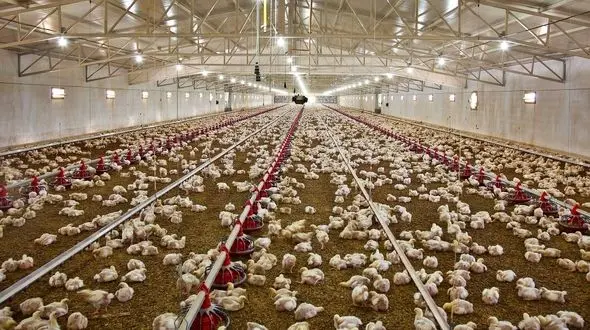 700 تن مرغ منجمد تنظیم بازاری در ایلام توزیع شد