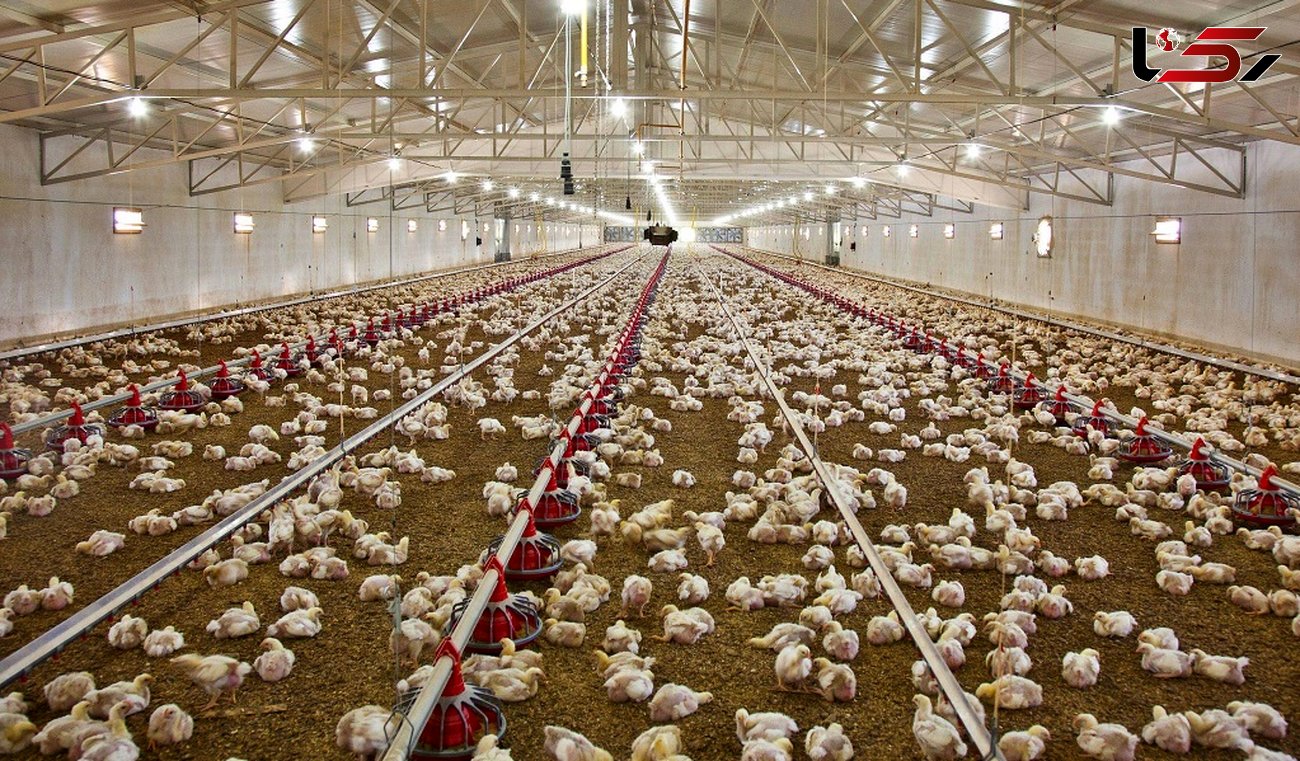 700 تن مرغ منجمد تنظیم بازاری در ایلام توزیع شد