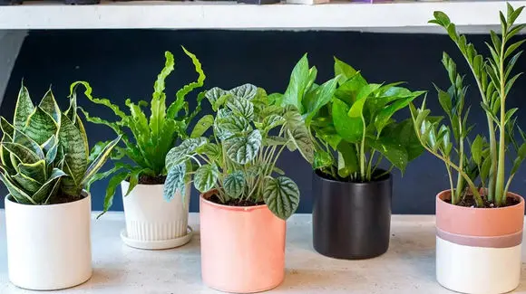 تاثیر گل و گیاه آپارتمانی بر زیبایی و آرامش محیط زندگی