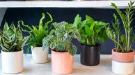 تاثیر گل و گیاه آپارتمانی بر زیبایی و آرامش محیط زندگی