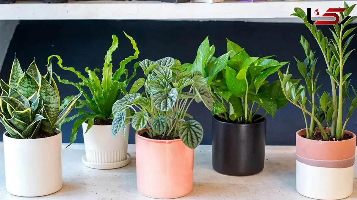 تاثیر گل و گیاه آپارتمانی بر زیبایی و آرامش محیط زندگی