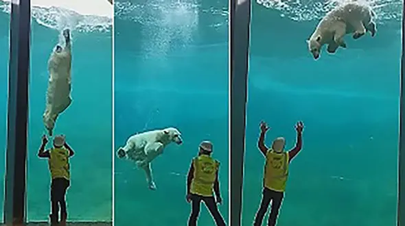 حرکات نمایشی خرس قطبی در آکواریوم  + فیلم دیدنی