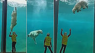 حرکات نمایشی خرس قطبی در آکواریوم  + فیلم دیدنی