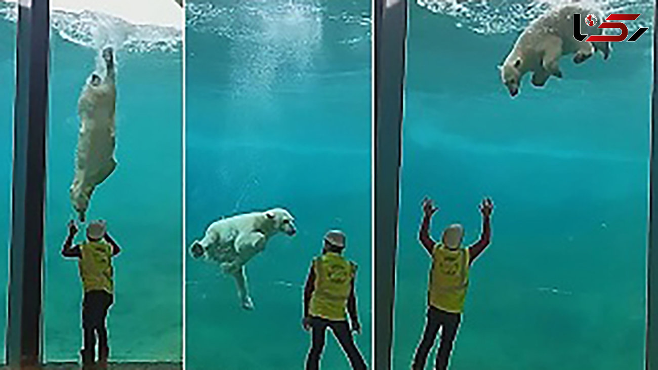 حرکات نمایشی خرس قطبی در آکواریوم  + فیلم دیدنی