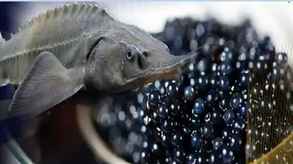 خاویار سیاه کمیاب را ببینید + فیلم