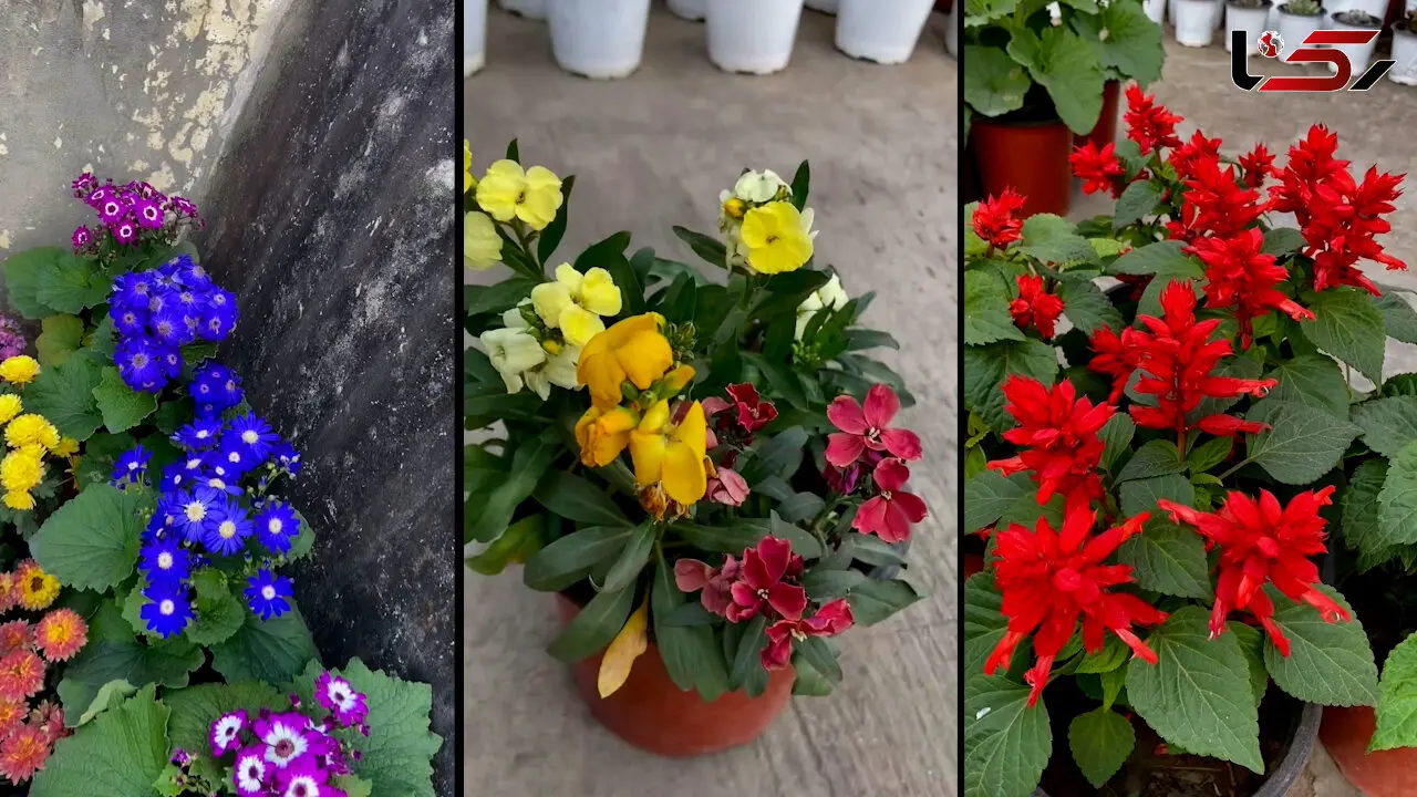آشنایی با گل های عید نوروز + فیلم