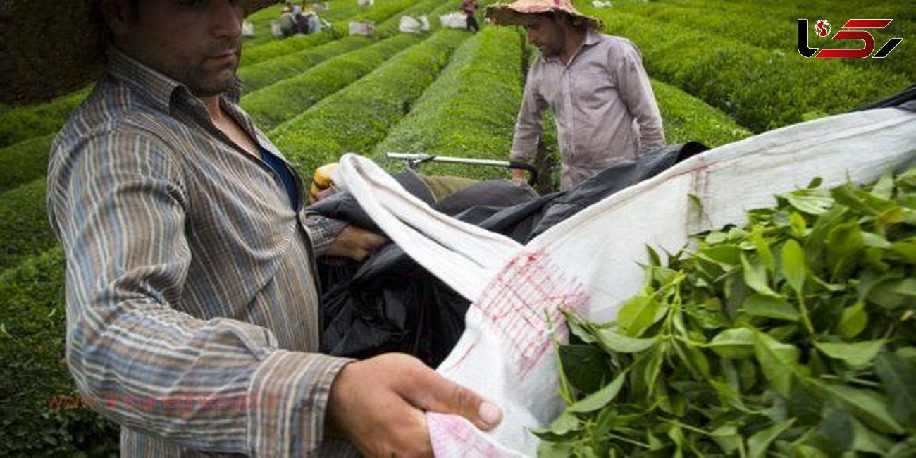 نرخ خرید تضمینی چای اعلام شد/ افزایش ۶۰ درصدی تولید