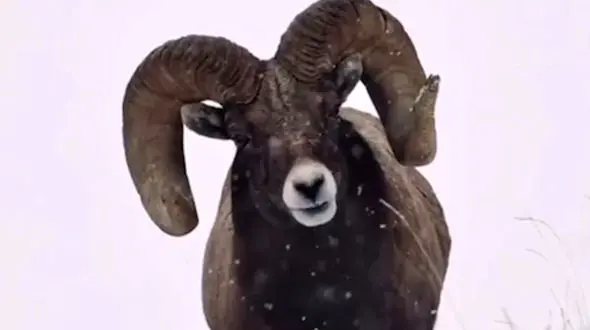 از جذابیت گوسفند کوهی تا قدم های ببر زیر برف