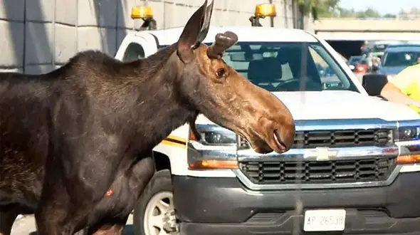 انتقال گوزن از پارکینگ اتومبیل‌ها /لحظه بیهوش کردن گوزن + فیلم