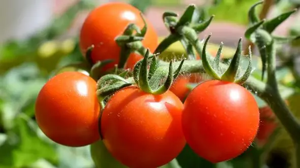 داستان تکامل مجدد گوجه‌ فرنگی‌ ها در جزایر گالاپاگوس