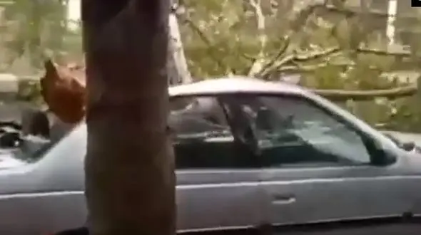 فیلم لحظه سقوط درخت روی پژو