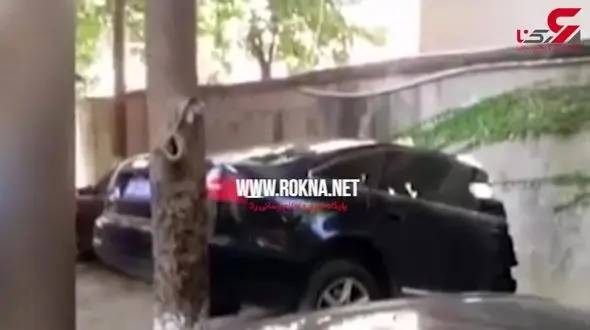 سگ جسوری که باعث تصادف صاحبش شد +فیلم 