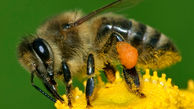 زنبور عسل به کمک بیماران آسمی می آید