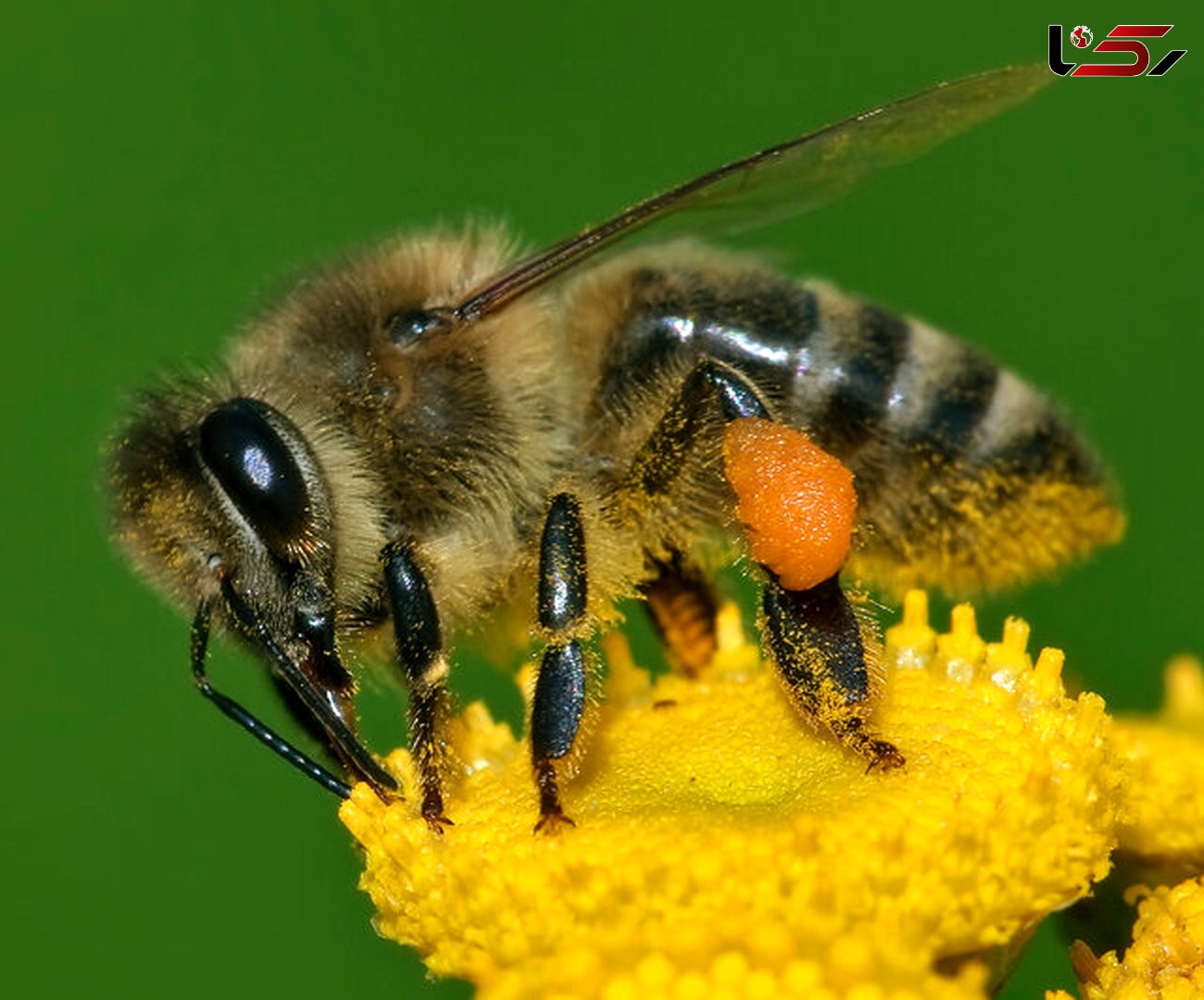 زنبور عسل به کمک بیماران آسمی می آید