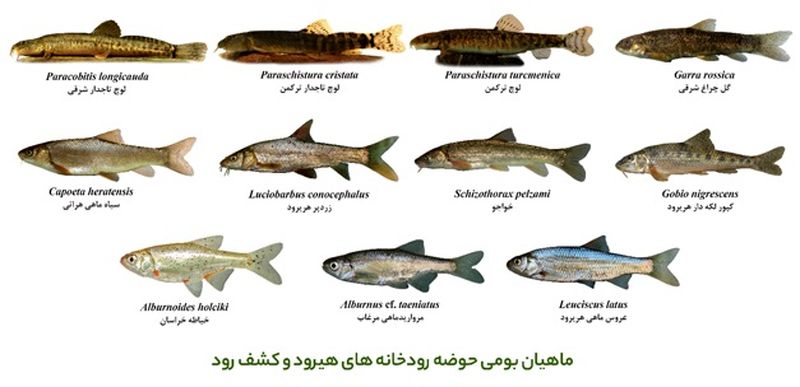 ماهیان بومی هریرود و کشف رود