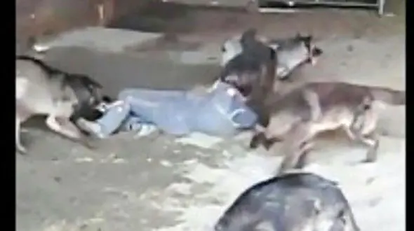 حمله سگ های ولگرد به خبرنگار ایسنا در هشترود / خطر از بیخ گوش مرد جوان گذشت