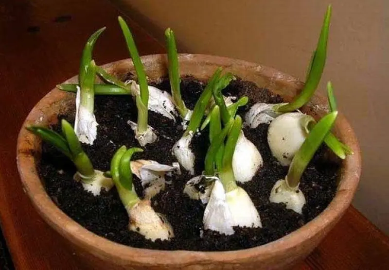 سیر در گلدان