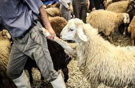 خلاقیت خنده دار چوپان برای رقابت با هادی چوپان حماسه آفرید/ هنر نزد ایرانیان است و بس