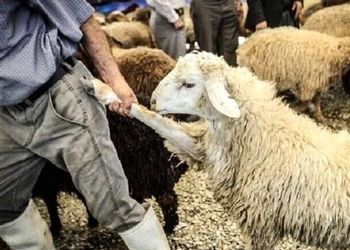 خلاقیت خنده دار چوپان برای رقابت با هادی چوپان حماسه آفرید/ هنر نزد ایرانیان است و بس
