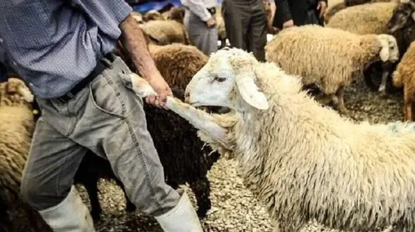 خلاقیت خنده دار چوپان برای رقابت با هادی چوپان حماسه آفرید/ هنر نزد ایرانیان است و بس