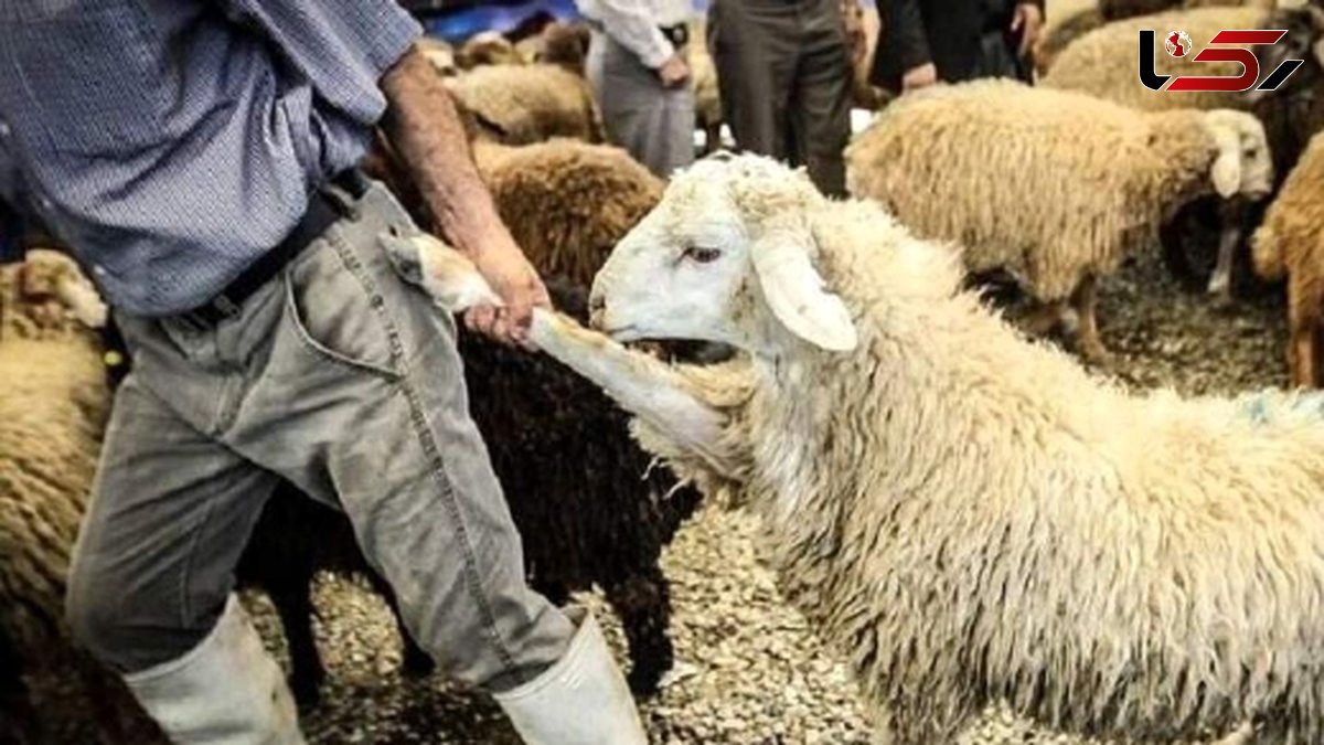 خلاقیت خنده دار چوپان برای رقابت با هادی چوپان حماسه آفرید/ هنر نزد ایرانیان است و بس