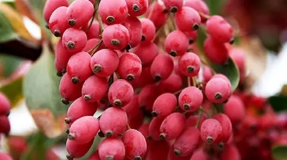 این ترش مزه دشمن انگل های کبدی است