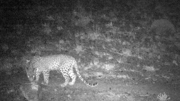 ثبت تصویر پلنگ ایرانی در منطقه شکار ممنوع بوانات + عکس