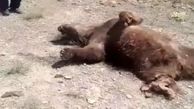 دستگیری شکارچی خرس در مازندران / در 10 سال گذشته 67 خرس در ایران کشته شده اند + فیلم