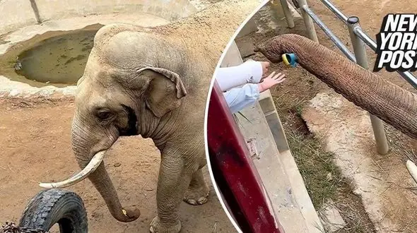 فیلم/  لحظه‌ای شایان ستایش که یک فیل کفش کودک نوپا را بازگرداند 