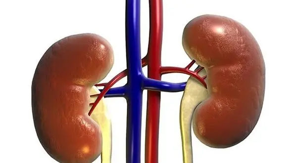  کلیه های سالم با رعایت این نکات مفید