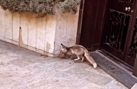 فیلم پرسه زدن حیوانات وحشی در خیابان های تهران / صحنه زیبای مادر و توله اش 