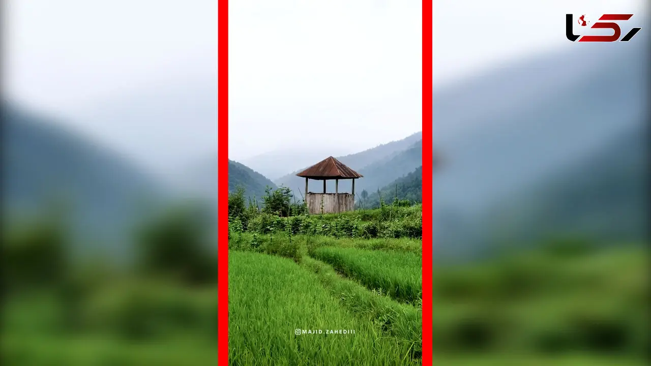 فیلم نمای هوایی خیره‌کننده از شالیزارهای مازندران