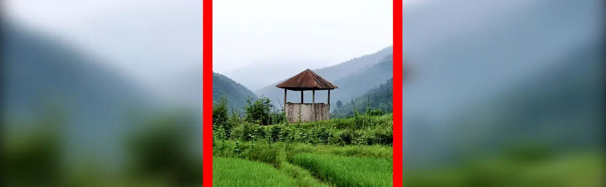 فیلم نمای هوایی خیره‌کننده از شالیزارهای مازندران