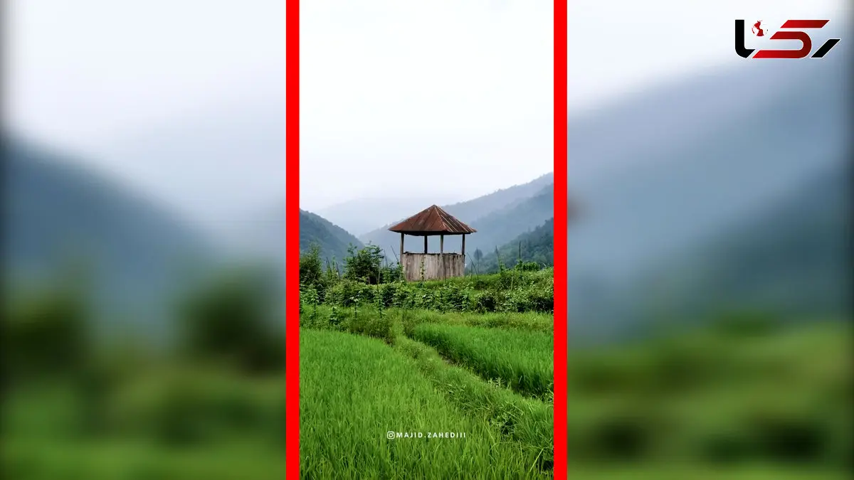 فیلم نمای هوایی خیره‌کننده از شالیزارهای مازندران