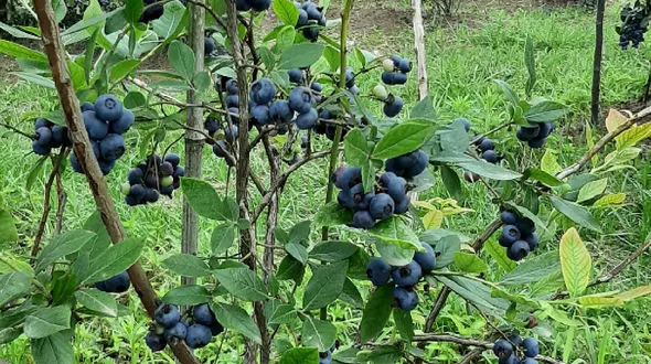 شهر بلوبری ایران کجاست؟