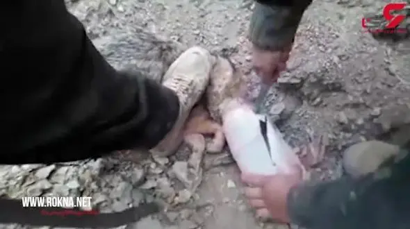 سر شغال در سطل گیر کرده بود+ فیلم 