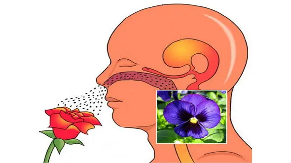 کرونایی ها چگونه حس بویایی خود را تقویت کنند؟ 