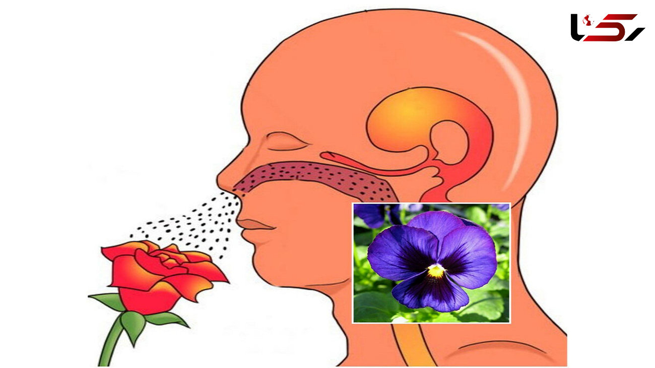 کرونایی ها چگونه حس بویایی خود را تقویت کنند؟ 