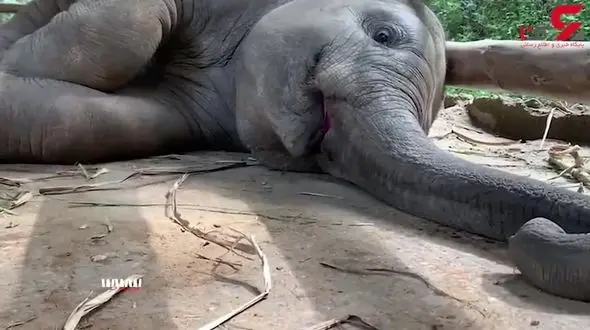چرت بعد از ناهار بچه فیل در باغ وحش+فیلم