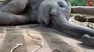 چرت بعد از ناهار بچه فیل در باغ وحش+فیلم