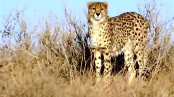 فیلم پرسه یک یوزپلنگ در وسط شهر ! / اهالی منصور در شوک !