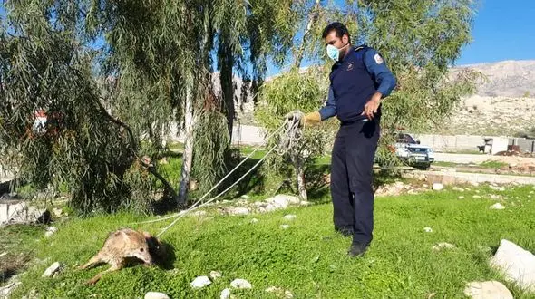 نجات شغال  از مرگ حتمی در کازرون + عکس