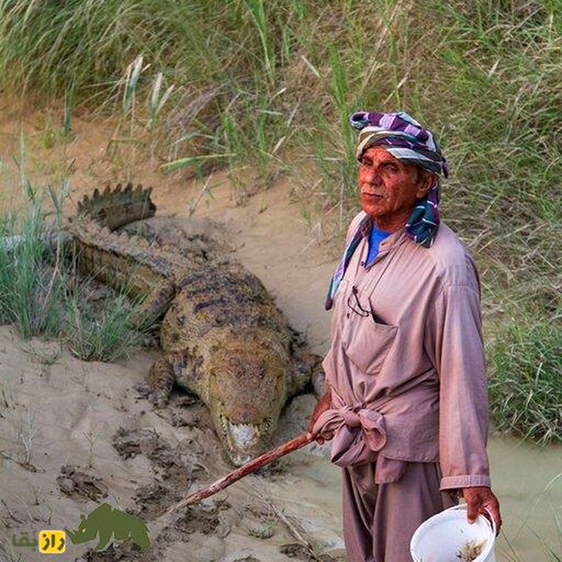 ملک‌دینار شجره