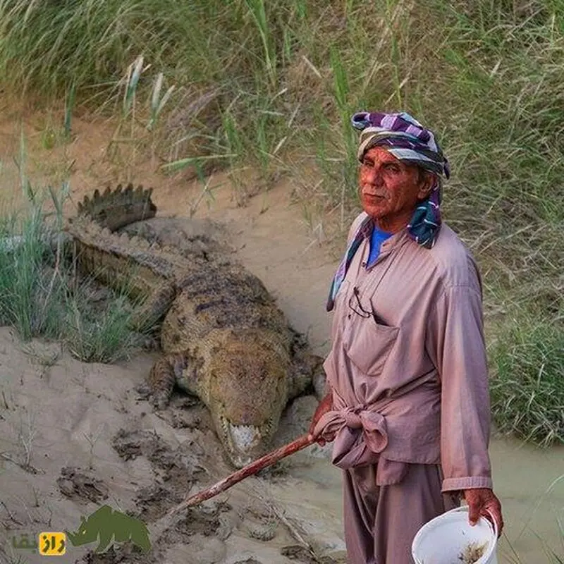 ملک‌دینار شجره