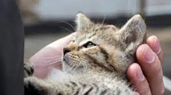 فیلم عملیات نجات بچه گربه بازیگوش از مرگ حتمی !