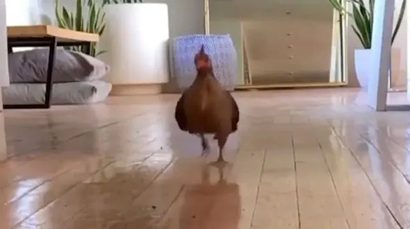 هیجان مرغ برای رسیدن به دوربین + فیلم 