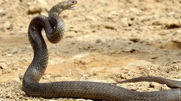 فیلم ترسناک از صحنه پیدا شدن مار سمی / در دستگاه تهیه هوا پنهان شده بود